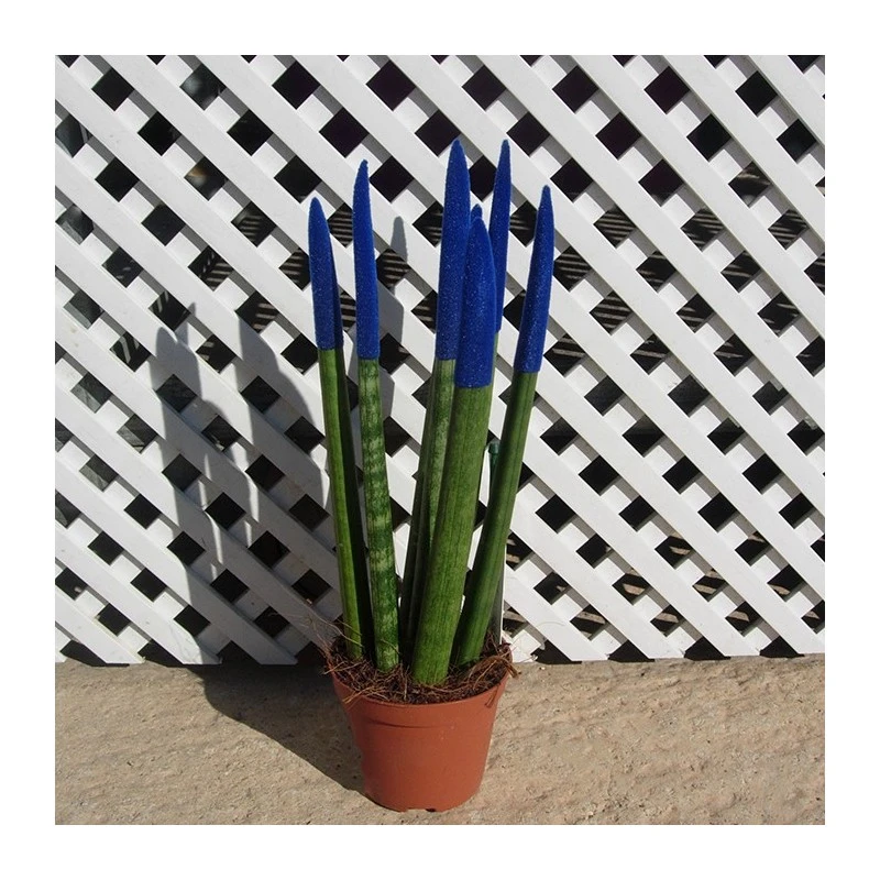 Sansevieria Spaguetti Decorada 6 Sansevieria Spaguetti Decorada - Imagen 4