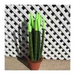 Sansevieria Spaguetti Decorada 12 Sansevieria Spaguetti Decorada -Semillas De Plantas sansevieria spaguetti decorada 4
