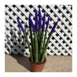 Sansevieria Spaguetti Decorada 13 Sansevieria Spaguetti Decorada -Semillas De Plantas sansevieria spaguetti decorada 5