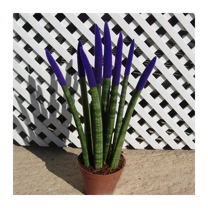 Sansevieria Spaguetti Decorada 8 Sansevieria Spaguetti Decorada - Imagen 6