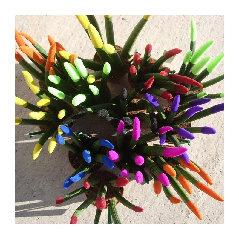 Sansevieria Spaguetti Decorada 3 Sansevieria Spaguetti Decorada