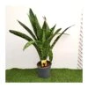 Sansevieria Trifasciata Dragon -Semillas De Plantas sansevieria trifasciata dragon