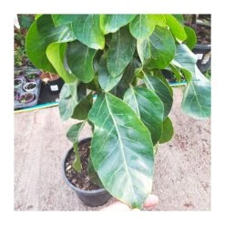 Schefflera Actinophylla -Semillas De Plantas schefflera actinophylla 2