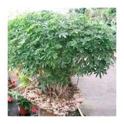 Bonsái Schefflera Arboricola -Semillas De Plantas schefflera actinophylla 8