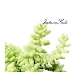 Sedum Burrito 6 Sedum Burrito -Semillas De Plantas sedum burrito 1