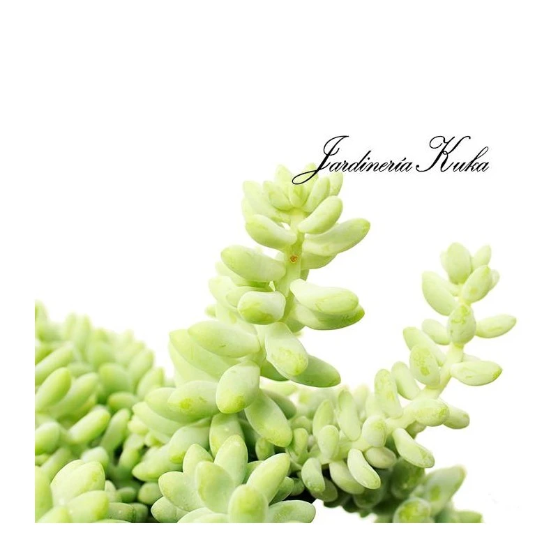 Sedum Burrito 4 Sedum Burrito - Imagen 2