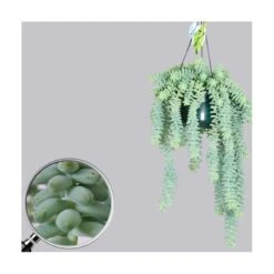 Sedum Burrito 7 Sedum Burrito -Semillas De Plantas sedum burrito 2