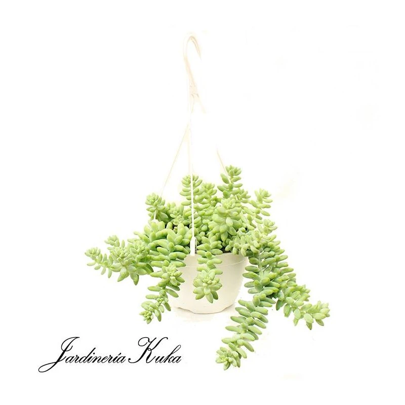 Sedum Burrito 3 Sedum Burrito