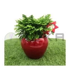 Selaginella Jori Maceta Cerámica -Semillas De Plantas selaginella jori maceta ceramica 1