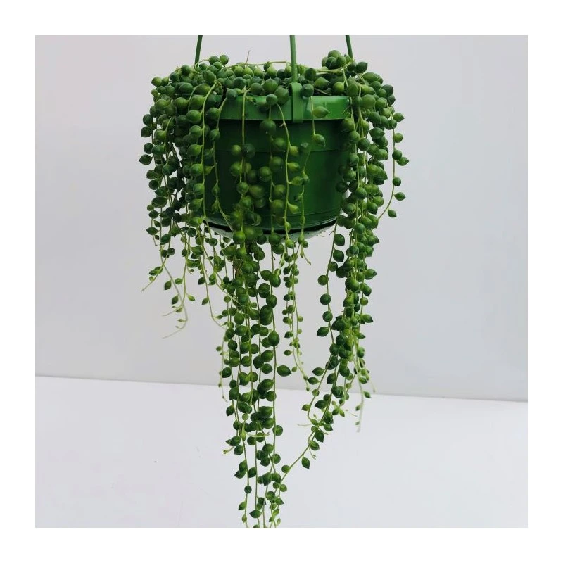 Senecio Rowleyanus 4 Senecio Rowleyanus - Imagen 2