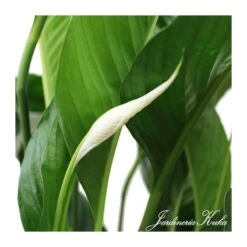 Spathiphyllum Sweet Isabella -Semillas De Plantas spathiphyllum sweet isabella 2