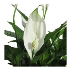 Spathiphyllum Chopin Sin Flor Compra 2 Y Paga 1 -Semillas De Plantas spathipylium chopin 1