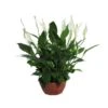 Spathiphyllum Chopin Sin Flor Compra 2 Y Paga 1 -Semillas De Plantas spathipylium chopin