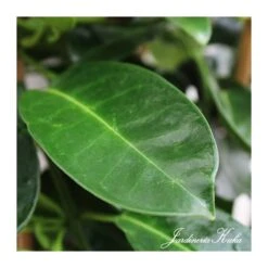Nuevos lanzamientos -Semillas De Plantas stephanotis jazminoides floribunda 1