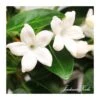 Stephanotis Jazminoides Floribunda -Semillas De Plantas stephanotis jazminoides floribunda
