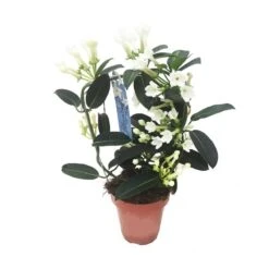 Stephanotis Jazminoides Floribunda -Semillas De Plantas stephanotis jazminoides floribunda 2