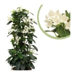 Stephanotis Jazminoides Floribunda -Semillas De Plantas stephanotis jazminoides floribunda 3