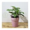 Syngonium Red Spot -Semillas De Plantas syngonium 1