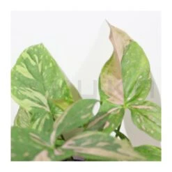 Syngonium Red Spot -Semillas De Plantas syngonium 3