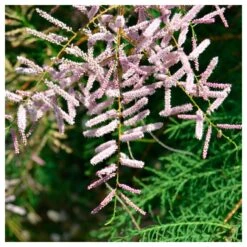 Tamarix Gallica -Semillas De Plantas tamarix gallica 1