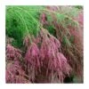 Tamarix Ramosisima Pink Cascade -Semillas De Plantas tamarix ramosisima pink cascade
