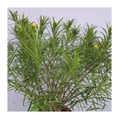 Thevetia Peruviana -Semillas De Plantas thevetia peruviana 1