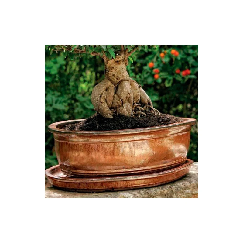 Tiesto ébano Con Plato 2 Tiesto ébano Con Plato