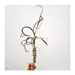 Tillandsia Intermedia