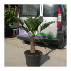 Trachycarpus Wagnerianus -Semillas De Plantas trachycarpus wagnerianus 2