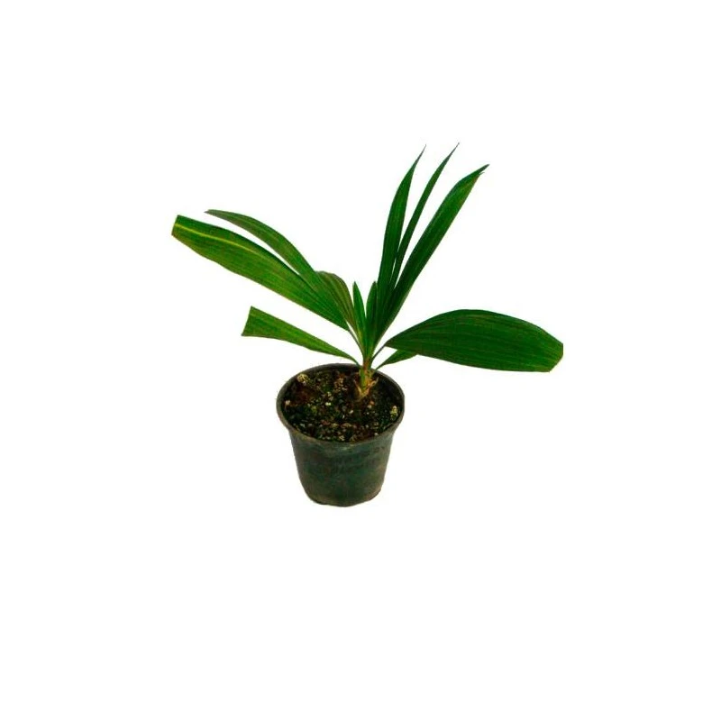 Trithrinax Brasilensis 3 Trithrinax Brasilensis