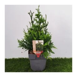 Tuya Plicata Can-can