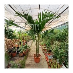 Veitchia Merrillii EJEMPLAR