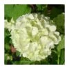 Viburnum Opulus -Semillas De Plantas viburnum opulus
