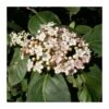 Viburnum Tinus 2 Viburnum Tinus -Semillas De Plantas viburnum tinus
