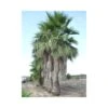 Washingtonia Robusta Ejemplar -Semillas De Plantas washingtonia robusta 2