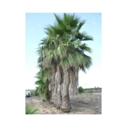 Washingtonia Robusta Ejemplar
