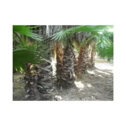 Washingtonia Robusta Ejemplar -Semillas De Plantas washingtonia robusta 4