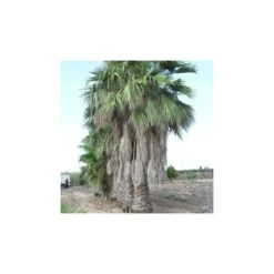 Washingtonia Robusta Ejemplar -Semillas De Plantas washingtonia robusta 5