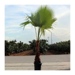 Washingtonia Robusta Ejemplar -Semillas De Plantas washingtonia robusta 6