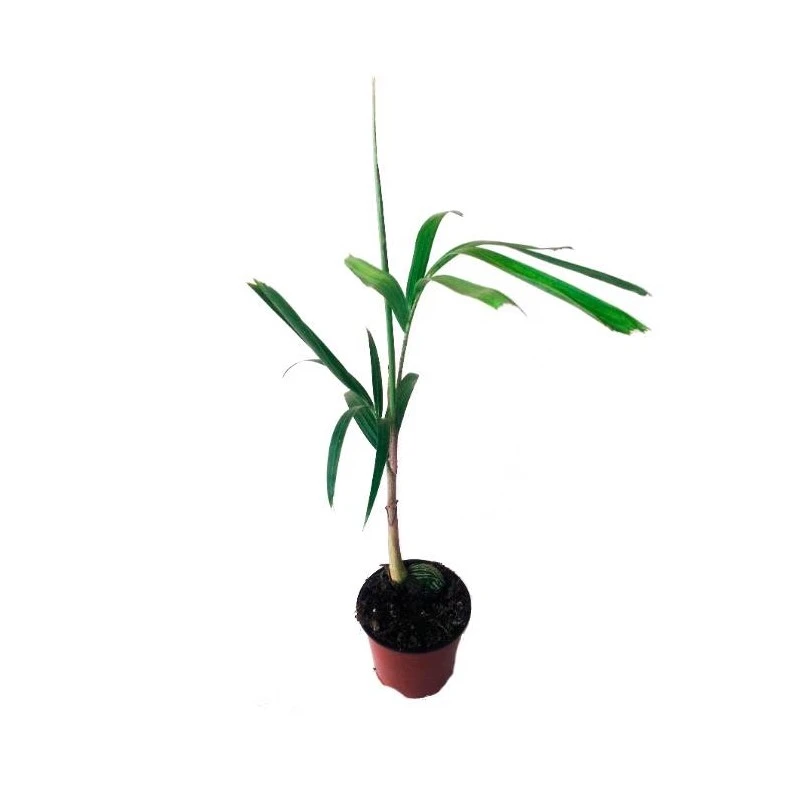 Wodyetia Bifurcata 4 Wodyetia Bifurcata - Imagen 2