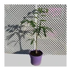 Wodyetia Bifurcata 8 Wodyetia Bifurcata -Semillas De Plantas wodyetia bifucarta 2