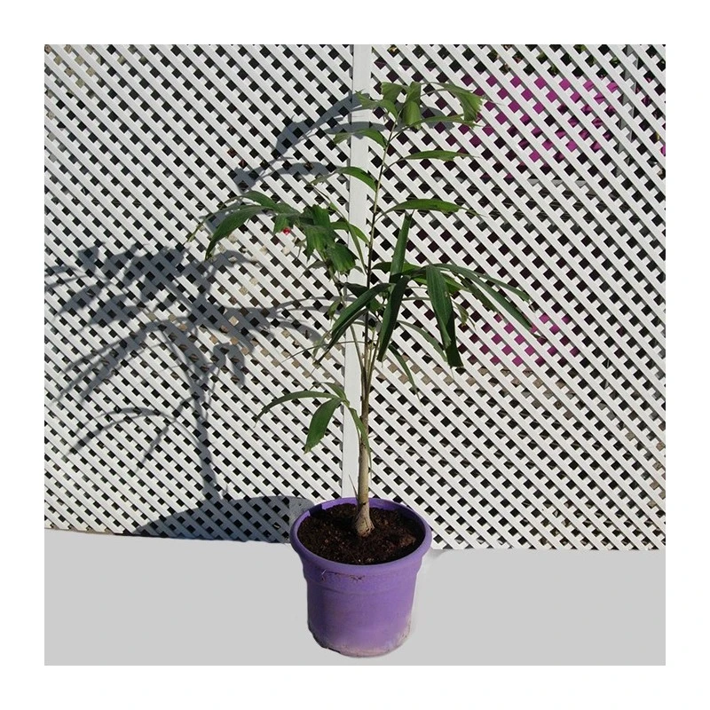 Wodyetia Bifurcata 5 Wodyetia Bifurcata - Imagen 3