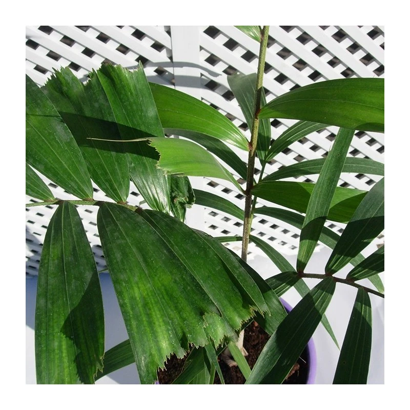 Wodyetia Bifurcata 6 Wodyetia Bifurcata - Imagen 4