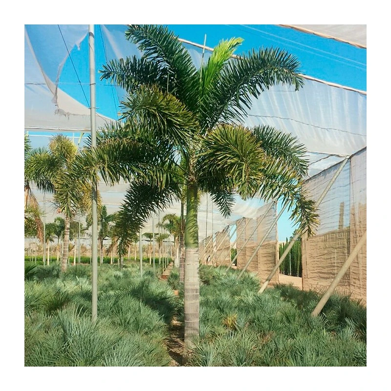 Wodyetia Bifurcata 3 Wodyetia Bifurcata