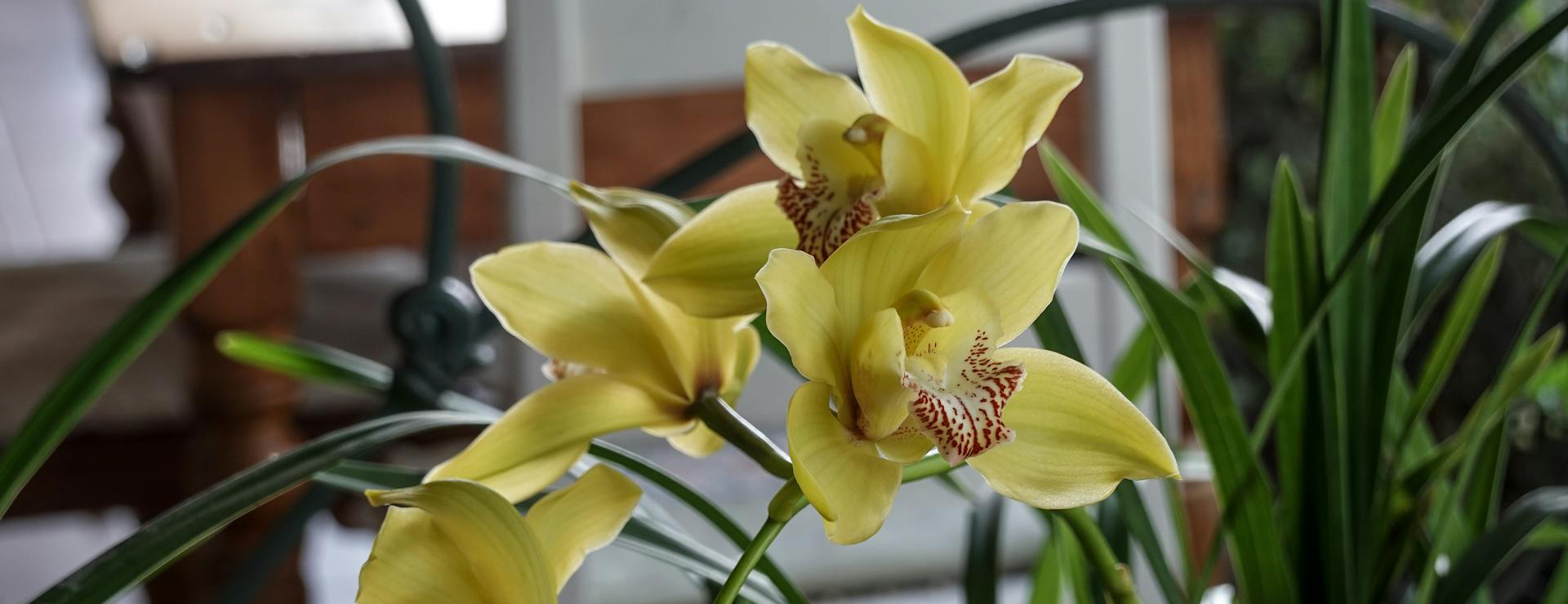 Semillas De Plantas -Semillas De Plantas pexels magda ehlers pexels 14165444